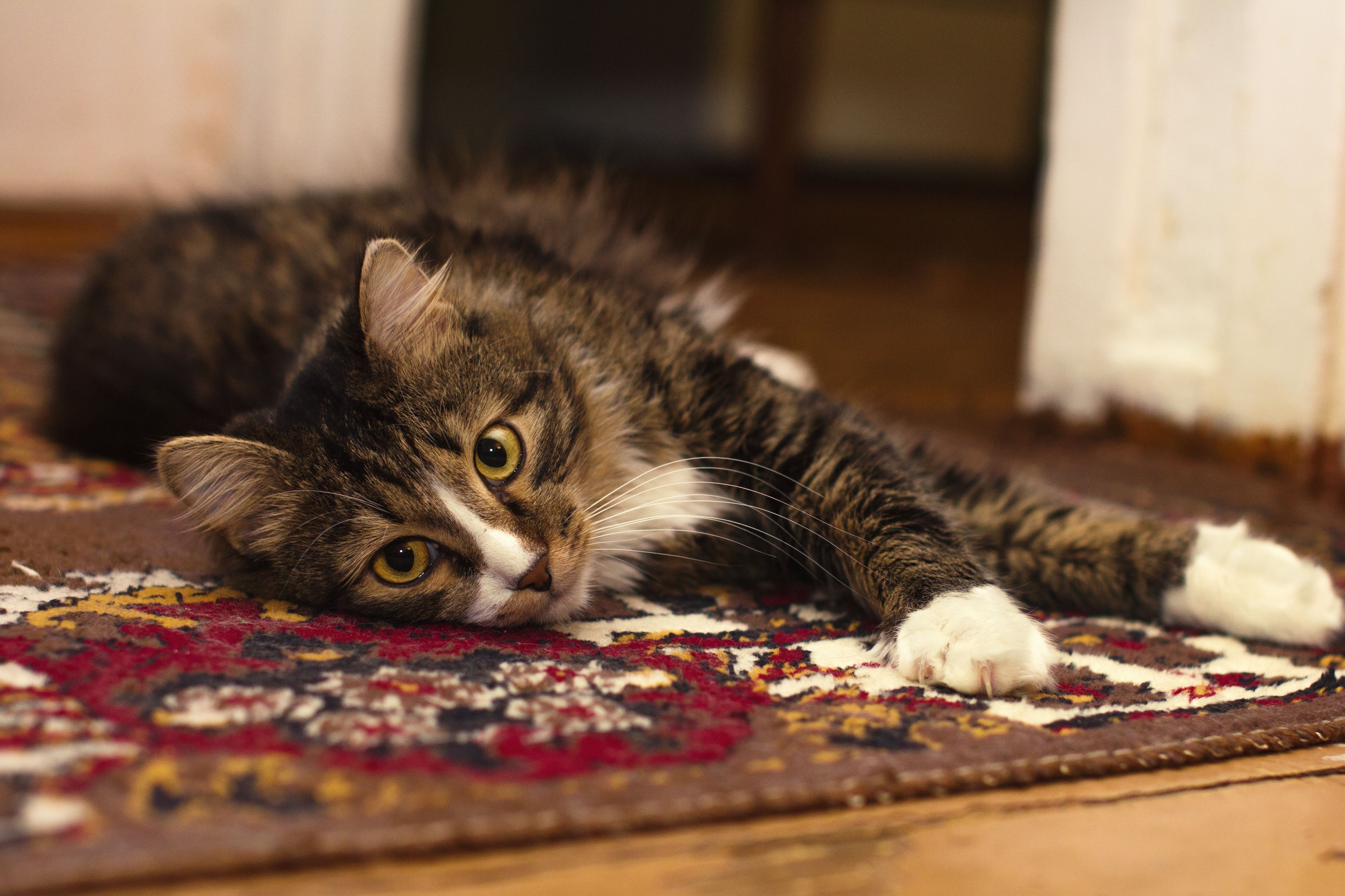 a tabby cat with white socks