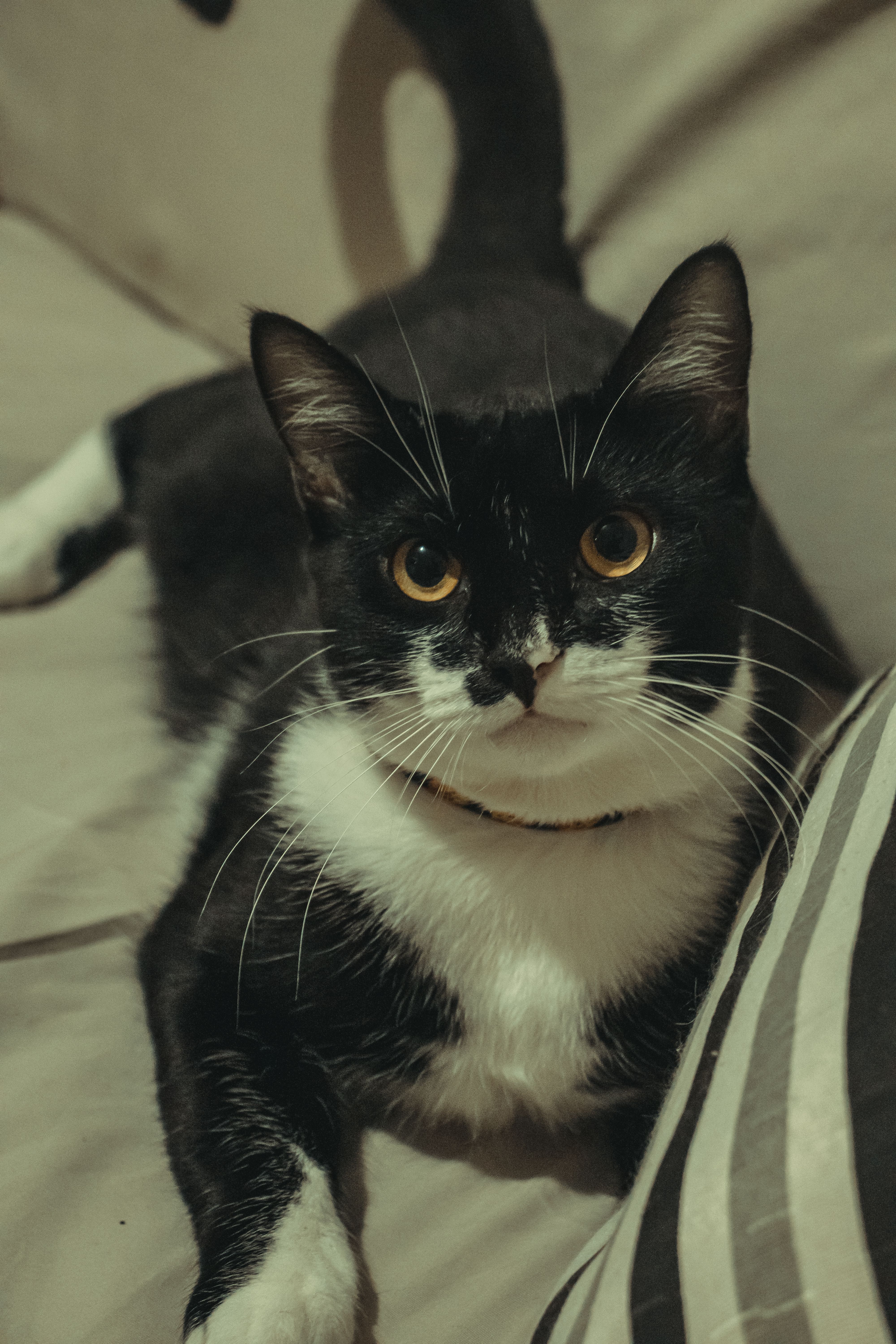 a black and white cat